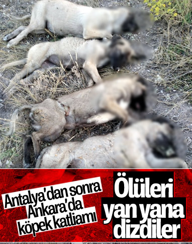 Ankara'da 5 sokak köpeği ölü bulundu