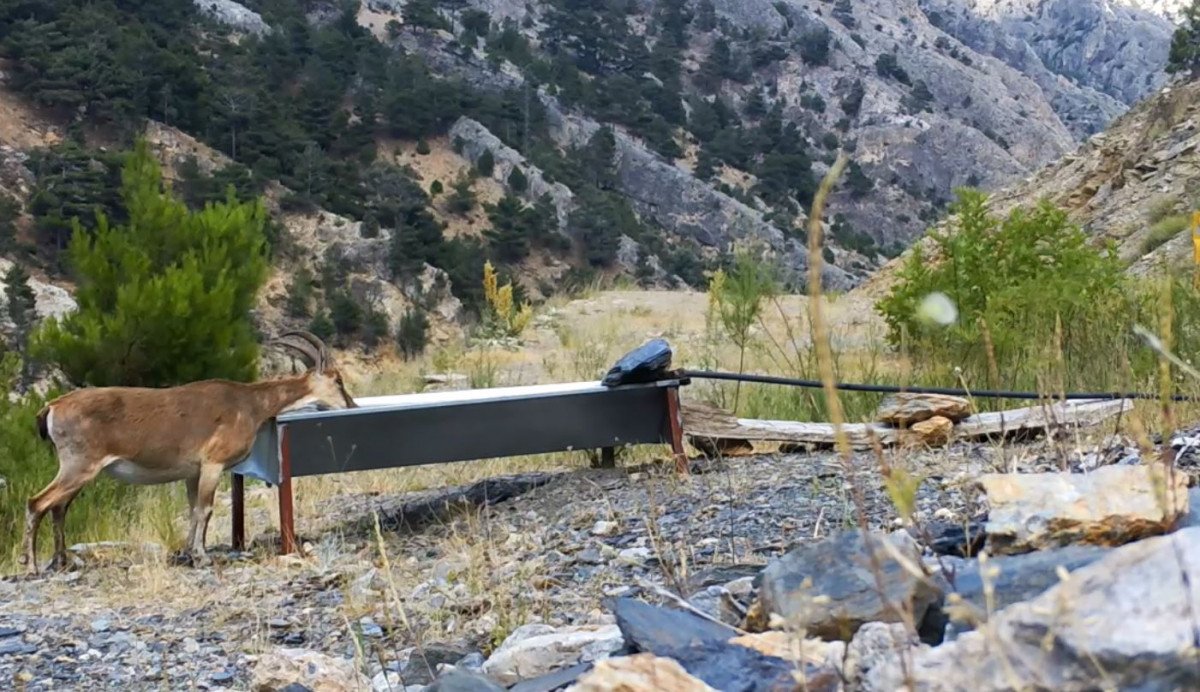 Yalaklarda serinleyen hayvanlar #3