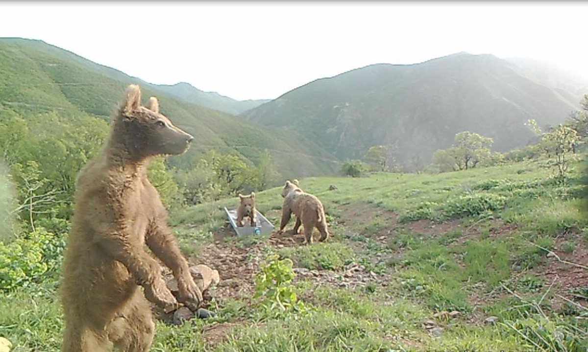 Yalaklarda serinleyen hayvanlar #2