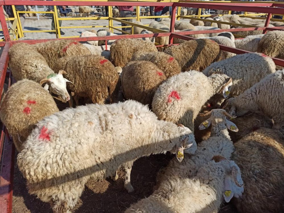 Kahramankazan’da canlı hayvan pazarı #1