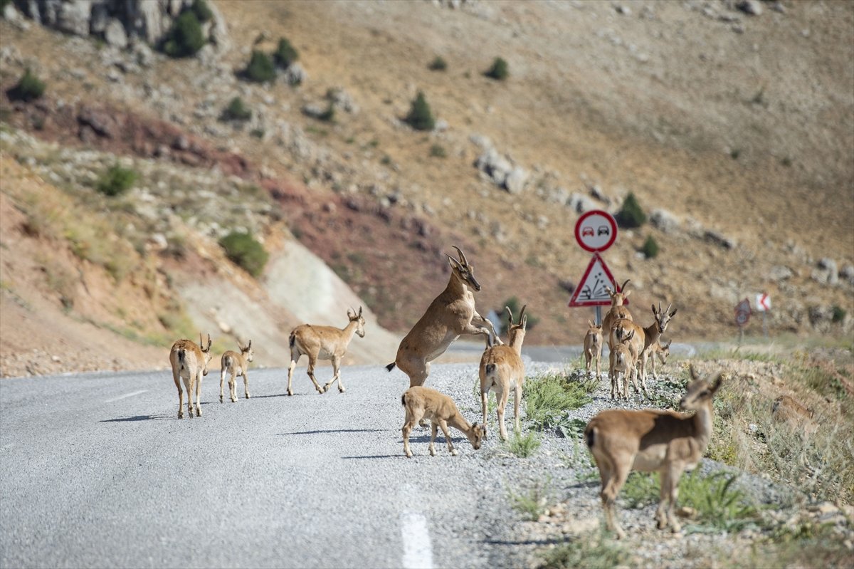 Tunceli de dağlarda yiyecek bulamayan keçiler, tarlalara indi #1
