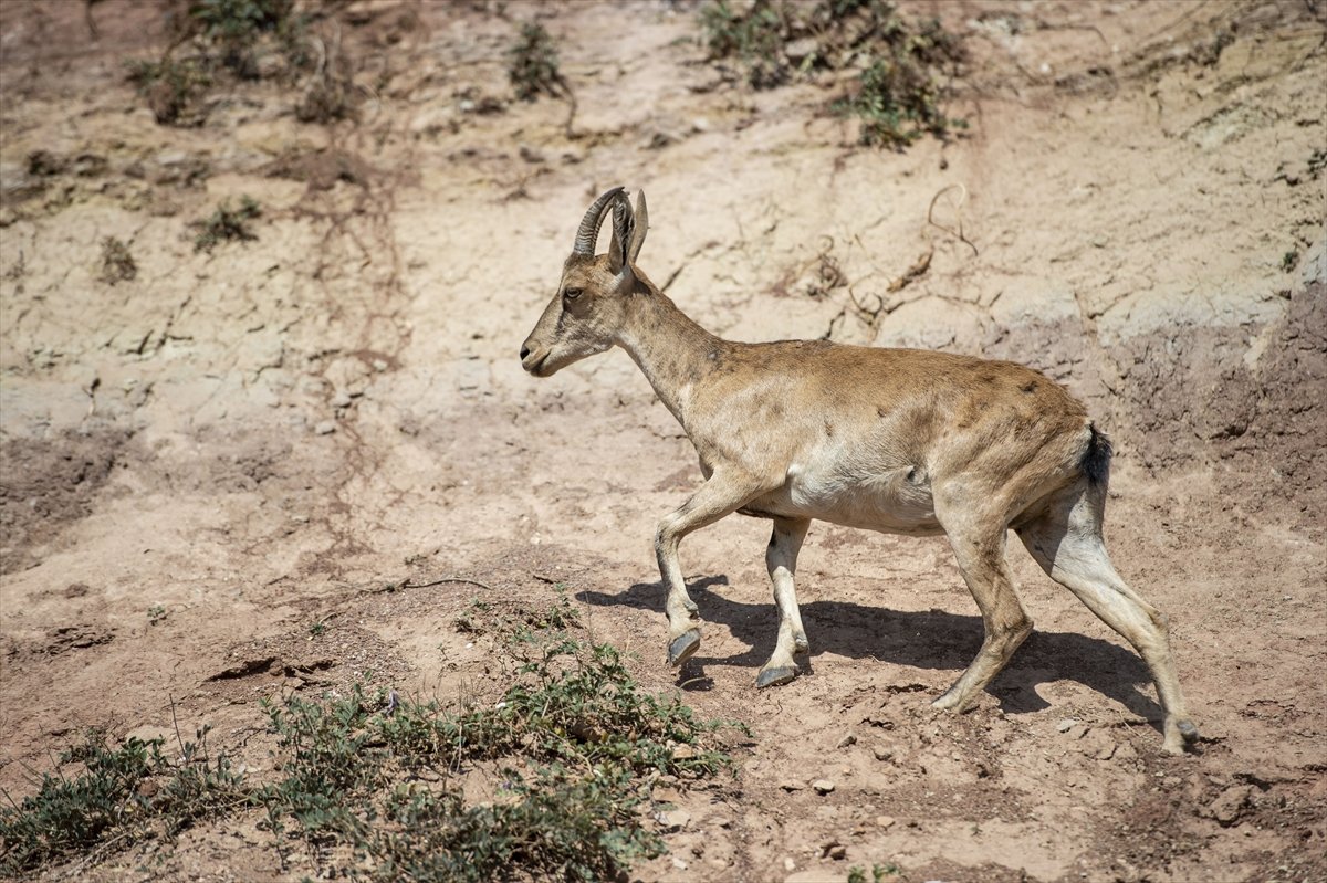 Tunceli de dağlarda yiyecek bulamayan keçiler, tarlalara indi #7