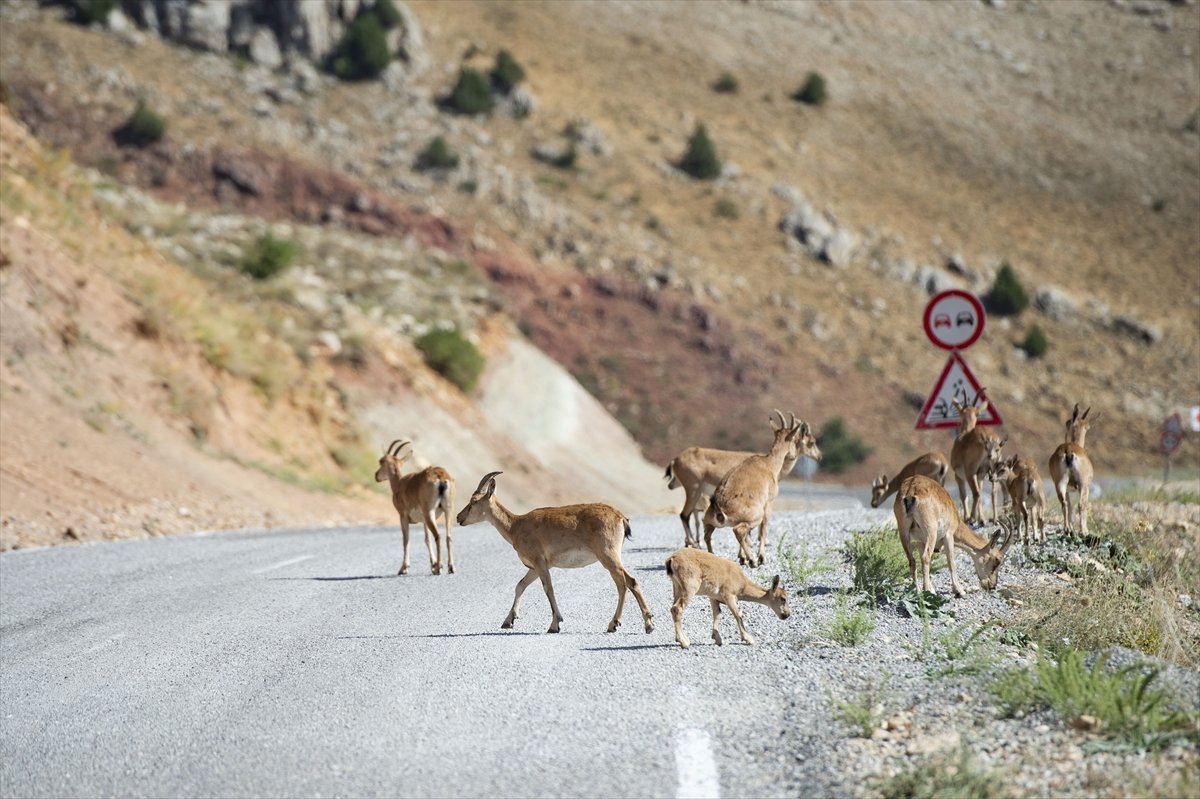 Tunceli de dağlarda yiyecek bulamayan keçiler, tarlalara indi #3