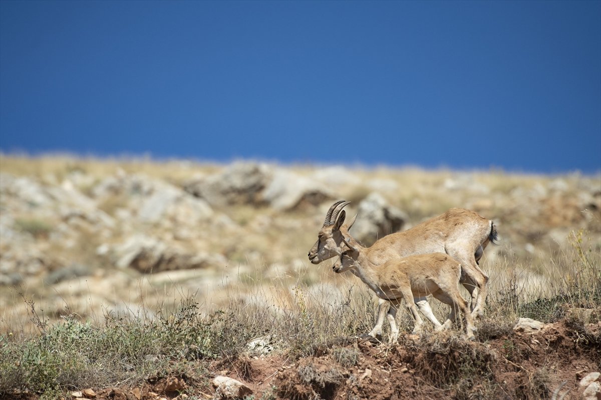 Tunceli de dağlarda yiyecek bulamayan keçiler, tarlalara indi #4
