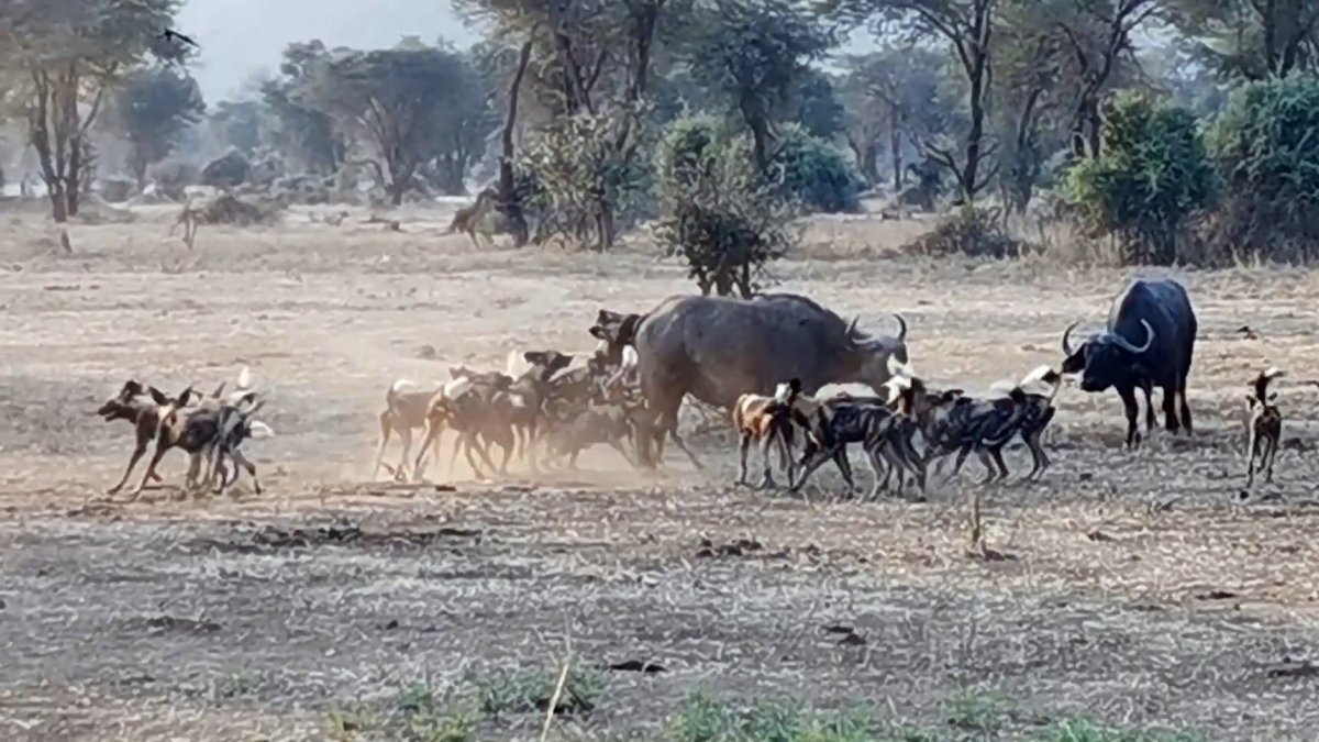 Afrika da yabani köpek sürüsü, yetişkin bufaloyu avladı #1