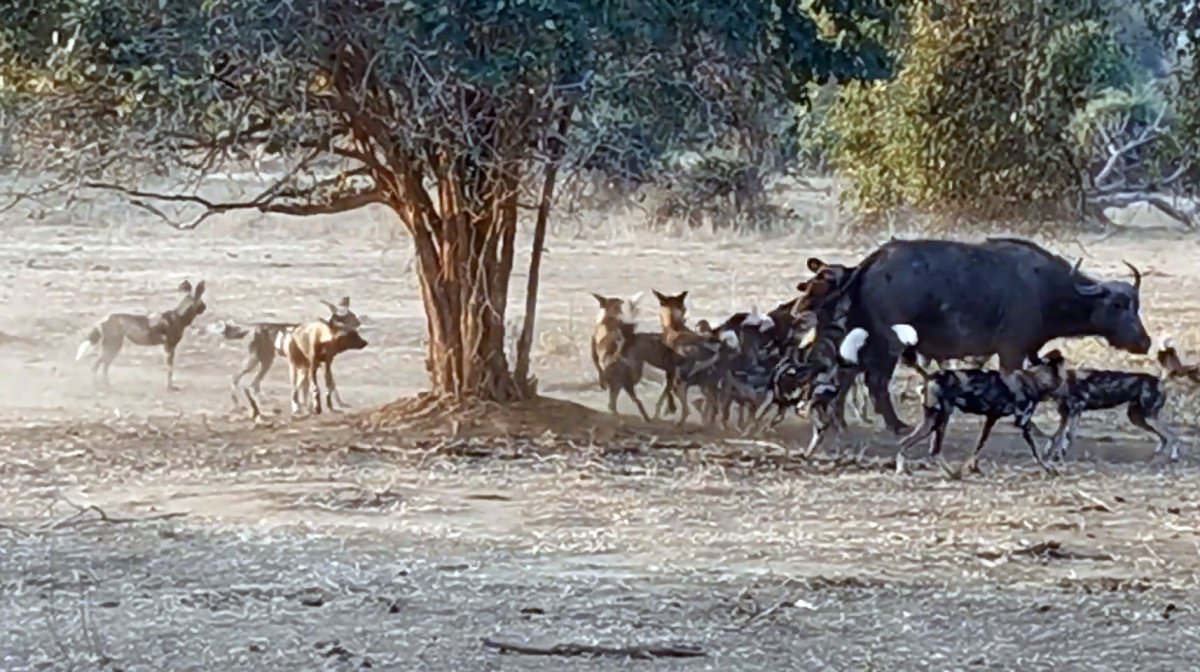 Afrika da yabani köpek sürüsü, yetişkin bufaloyu avladı #2