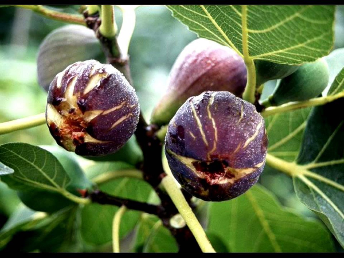 Kalorisi düşük, etkisi yüksek: Siyah incirin faydaları #3