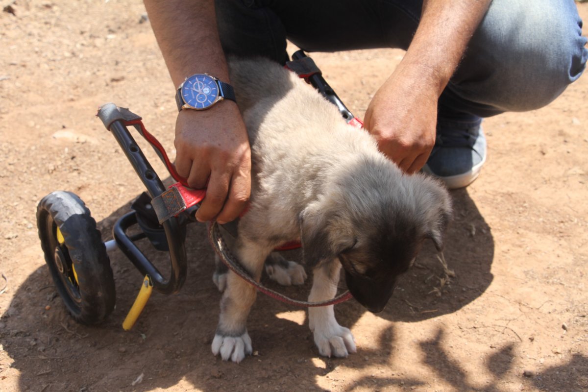 Elazığ’da, felçli yavru köpeği yeniden ayağa kaldırdı  #5