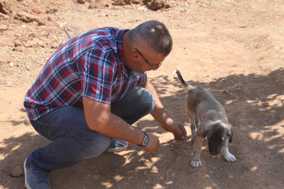Elazığ’da, felçli yavru köpeği yeniden ayağa kaldırdı  #4