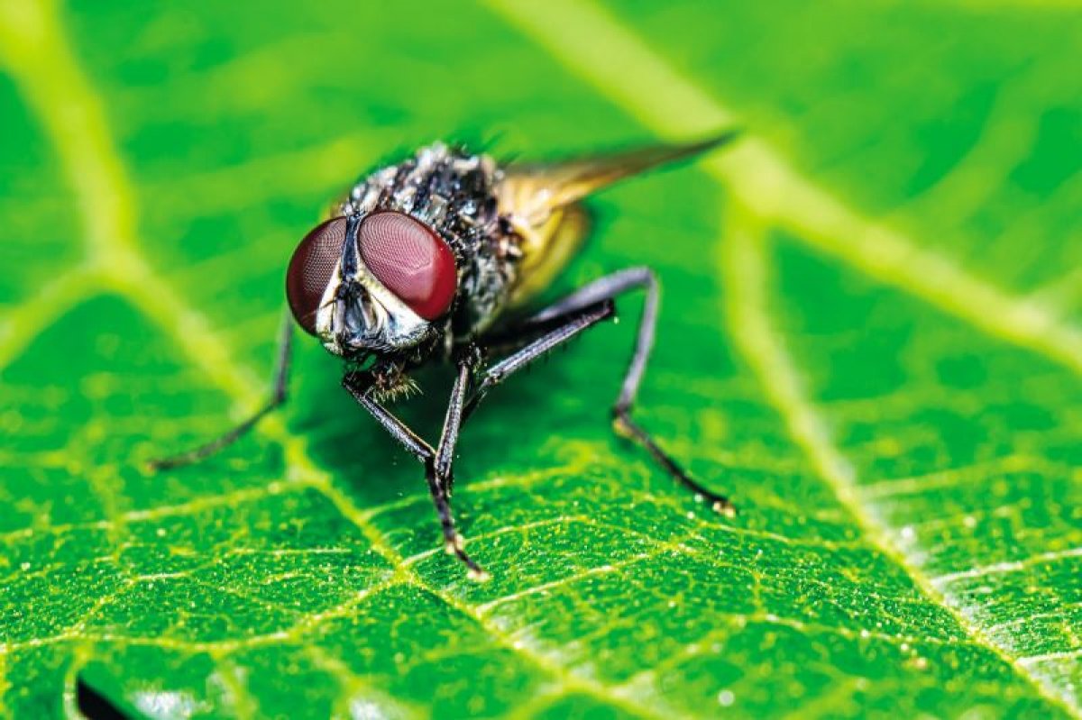 Sinekler neden sürekli ellerini ovuşturur #1