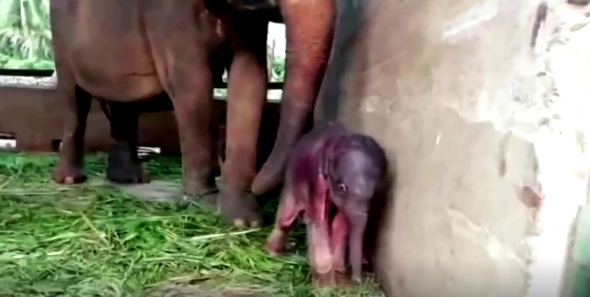 Sri Lanka da 80 yıl sonra ikiz fil doğdu #2