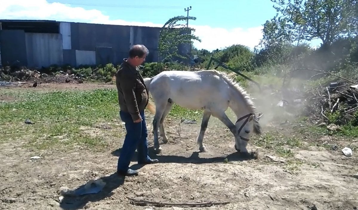 Antalya’da emekli polis, çalınan atını muhbir tutarak buldu #7