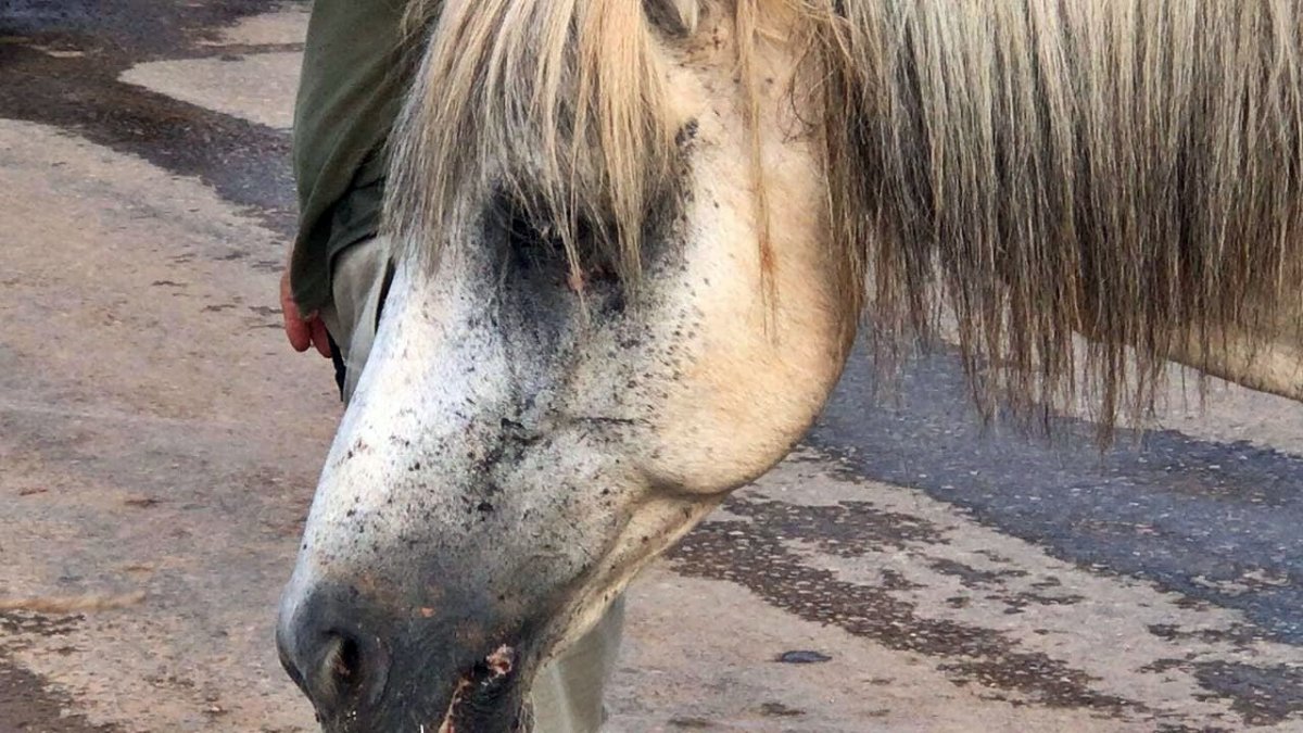 Antalya’da emekli polis, çalınan atını muhbir tutarak buldu #6