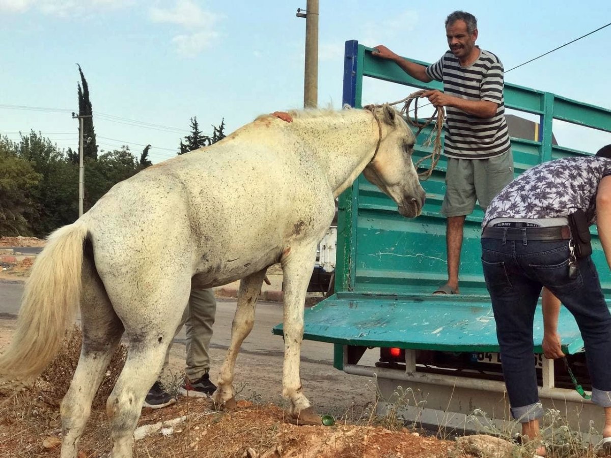 Antalya’da emekli polis, çalınan atını muhbir tutarak buldu #4