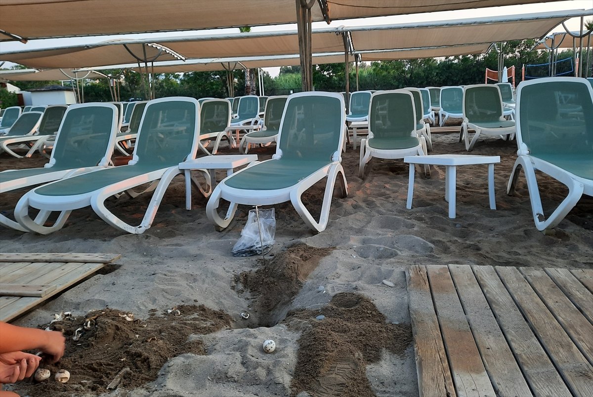 Antalya da caretta carettaların ölümüne neden olan iki otele ceza #1