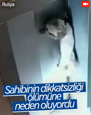 Rusya'da asansör kapısına sıkışan köpeği apartman sakini kurtardı