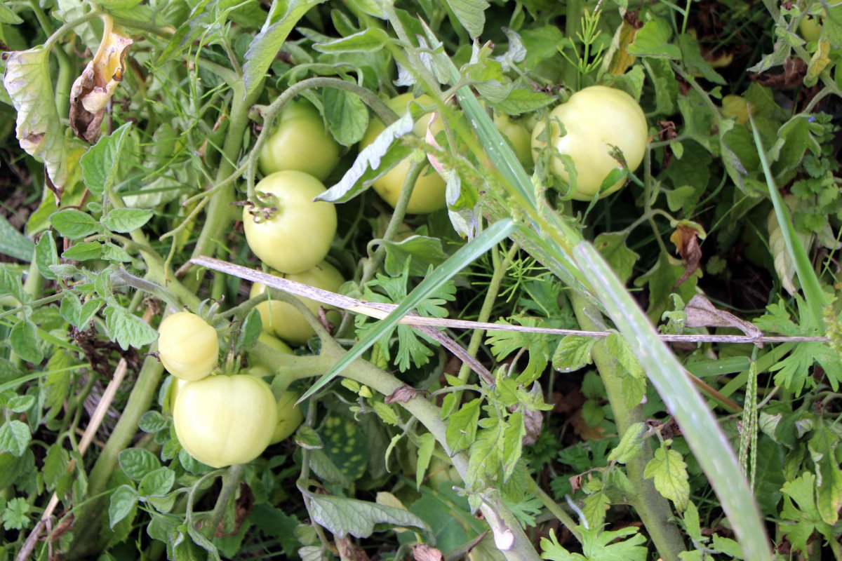 Bolu’da, hibrit tohumlu ve yerli tohumlu domatesler üzerinde deney #6