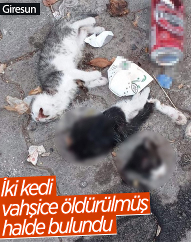 Giresun'da başı ve bacağı kesilmiş iki yavru kedi bulundu 
