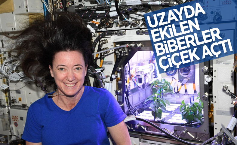 NASA astronotu: Uzayda biber fideleri çiçek açtı
