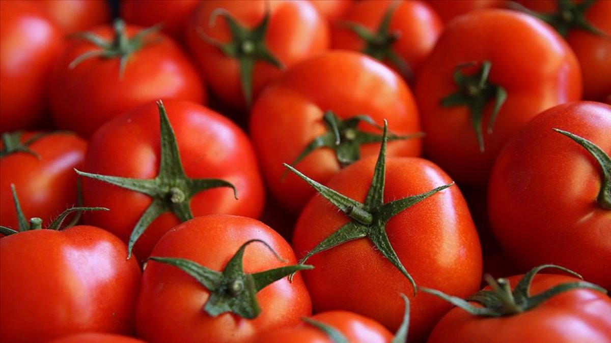 Her gün domates yemenin 6 faydası #1