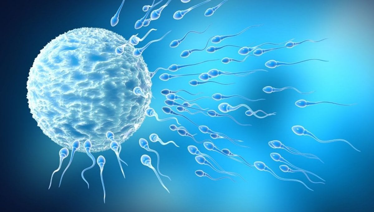 что такое сперма