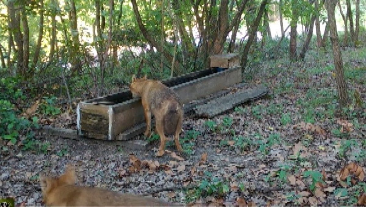 Yalova da yalaktan su içen çakallar #1