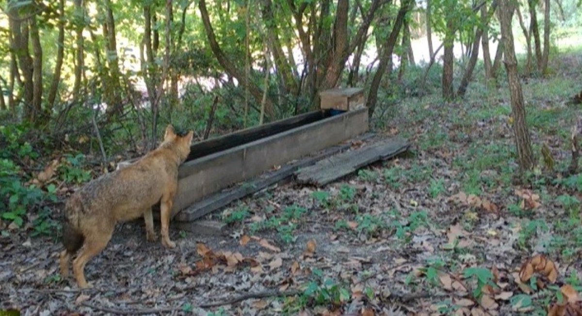 Yalova da yalaktan su içen çakallar #2