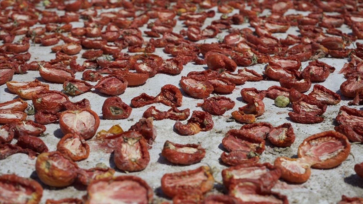 Konya nın kurutulmuş domatesleri İtalya da makarna sosu oluyor #5