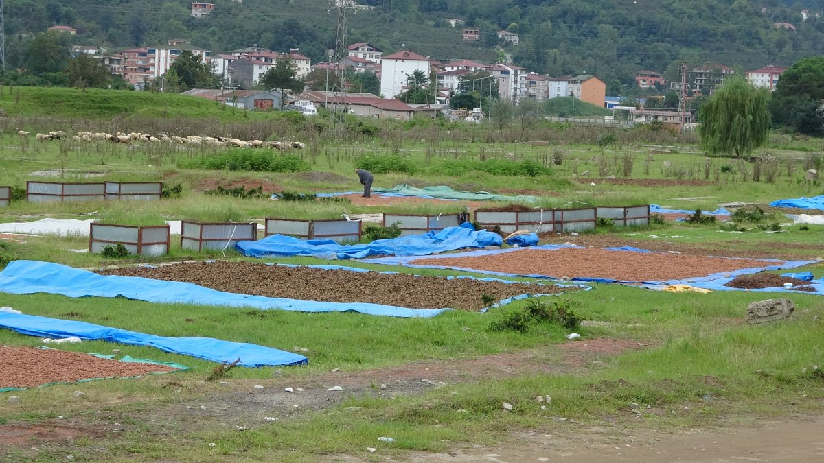 Ordu da yağmur fındığı ıslatınca kurutma çalışması başlatıldı #2