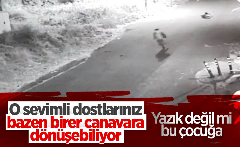 Sarıyer'de köpeklerin kovaladığı çocuğun kolu kırıldı