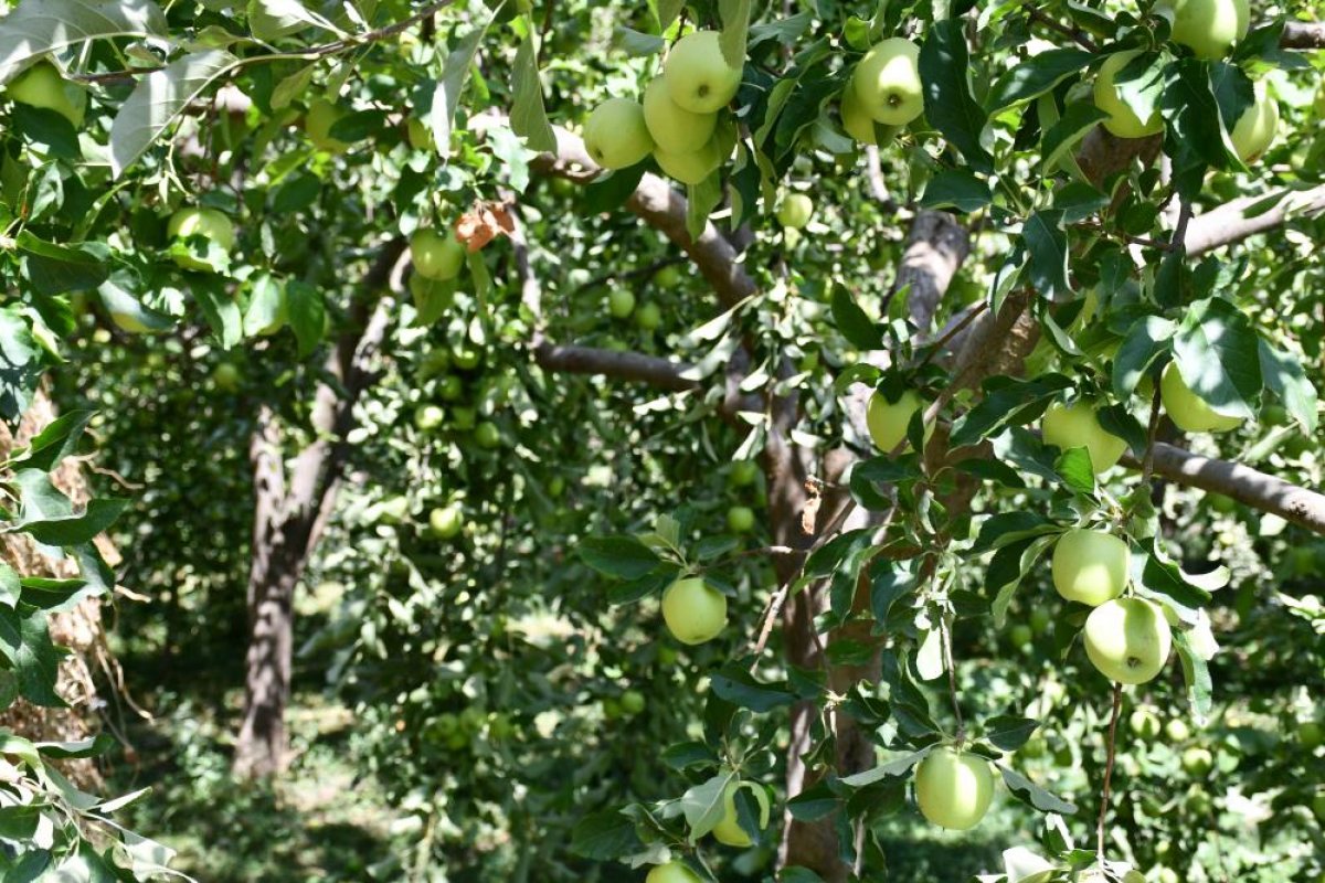 Şırnak ta kuraklık olmayınca tonlarca elma yetişti #4