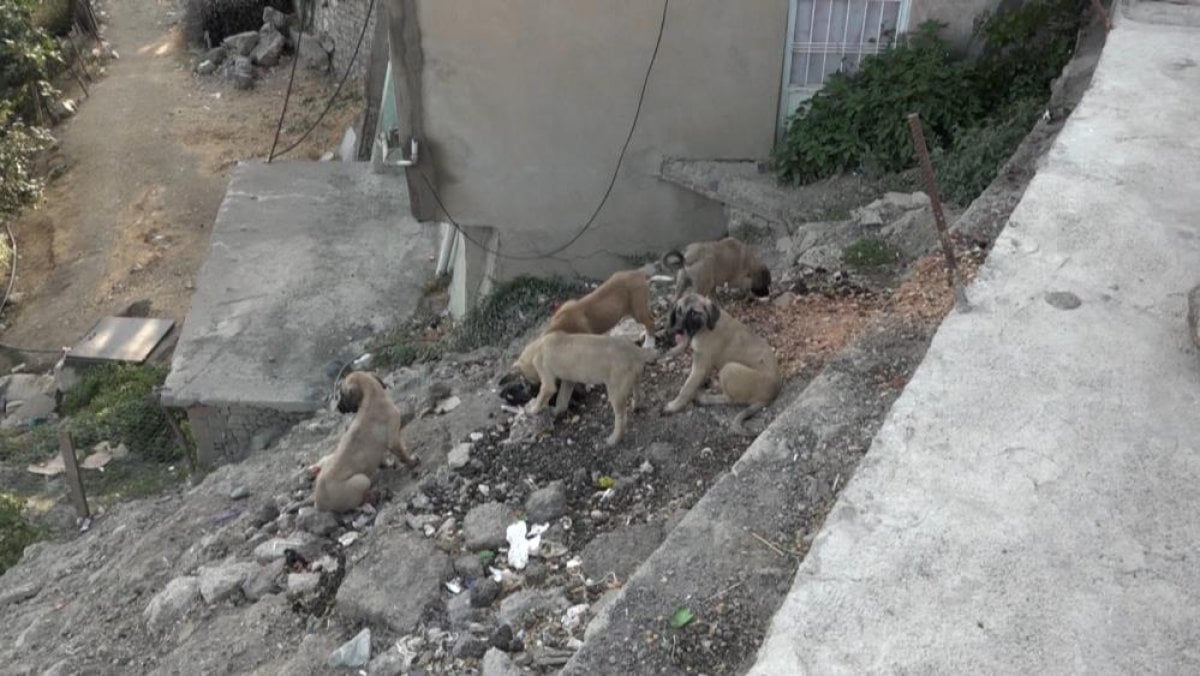 Diyarbakır da doğum yapan köpek ve 8 yavrusuna mahalleli sahip çıktı #3