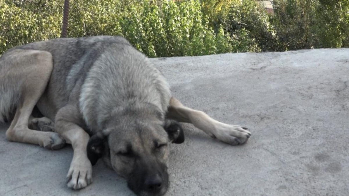 Diyarbakır da doğum yapan köpek ve 8 yavrusuna mahalleli sahip çıktı #1