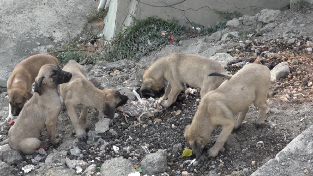Diyarbakır da doğum yapan köpek ve 8 yavrusuna mahalleli sahip çıktı #2