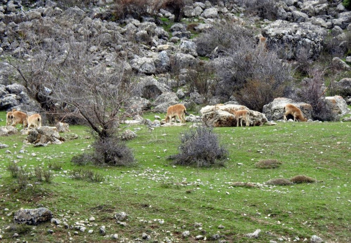 Erzincan Munzur Dağları terörden temizlendi  #3