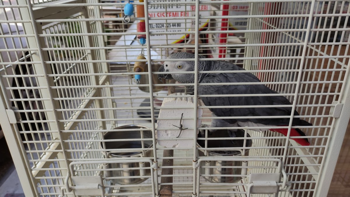 Bursa daki şakacı papağan, yoldan geçenleri taklitle güldürüyor #5