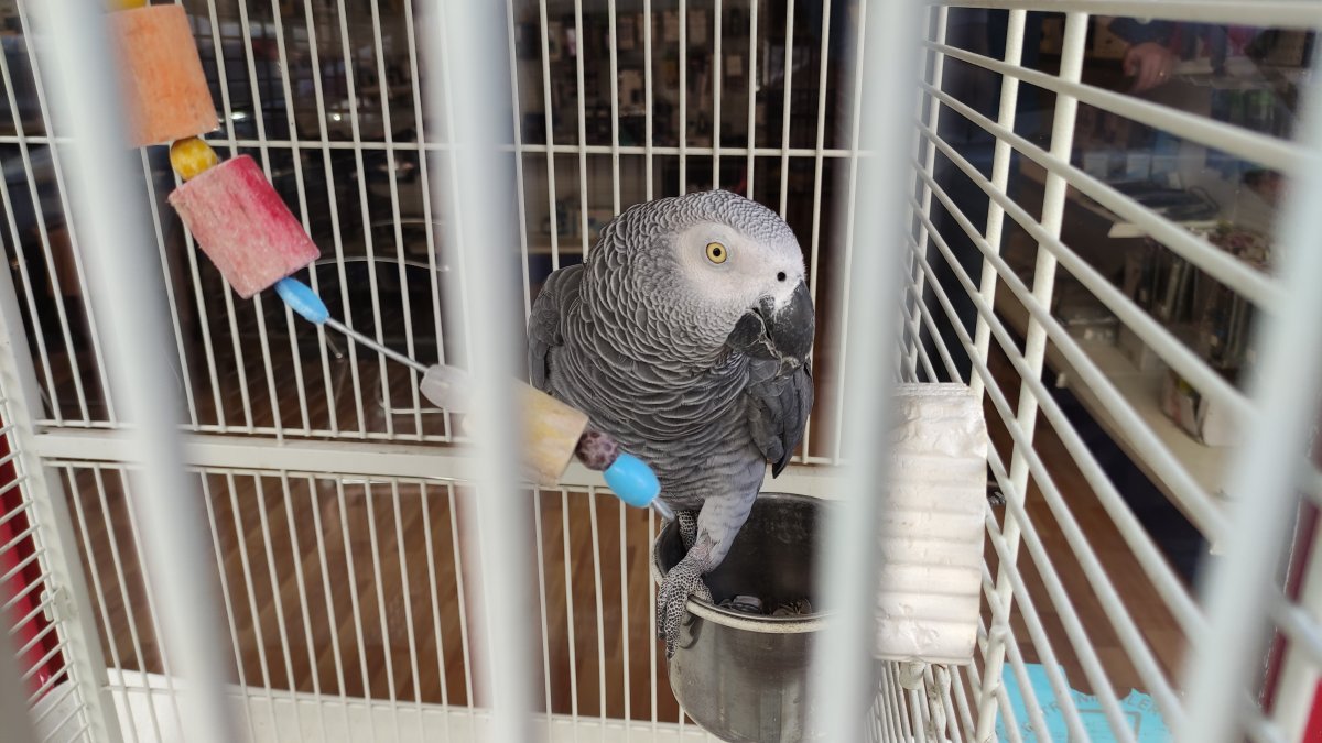 Bursa daki şakacı papağan, yoldan geçenleri taklitle güldürüyor #2