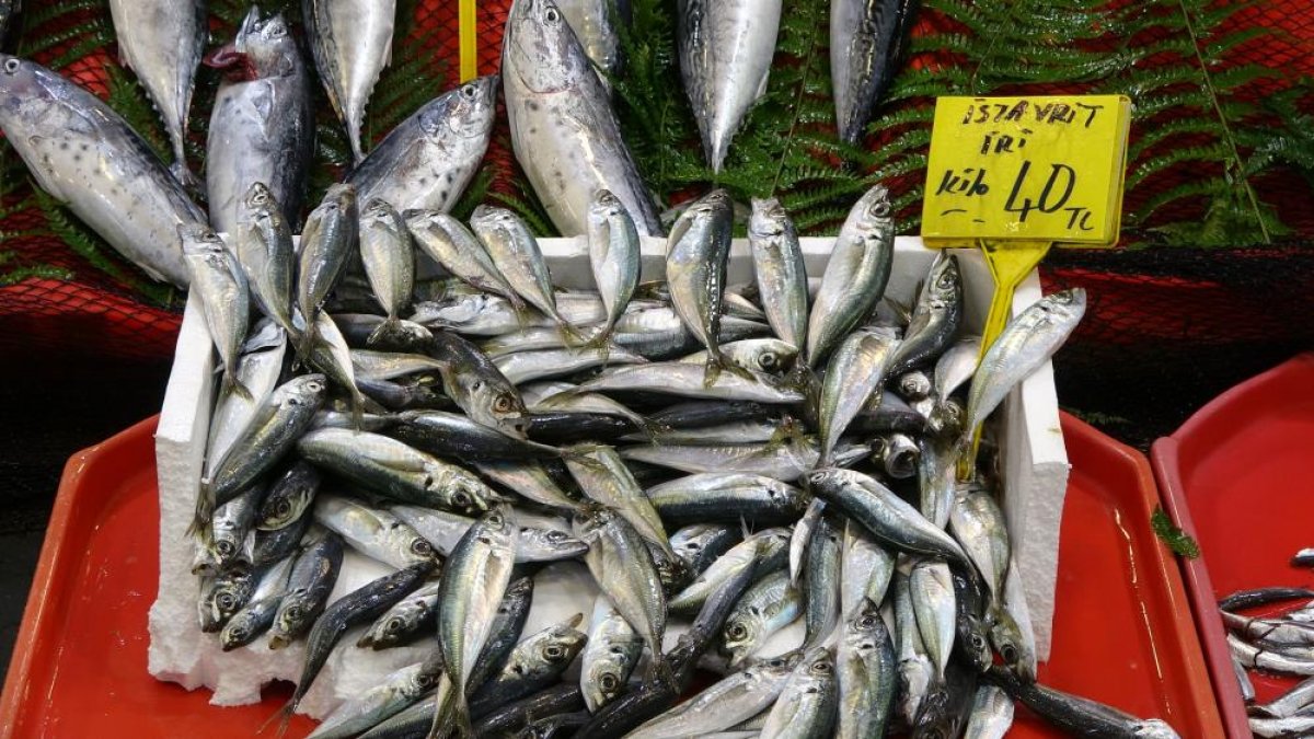 Kocaeli de balıkçılar, fiyatların ilerleyen günlerde düşeceğine işaret etti #4