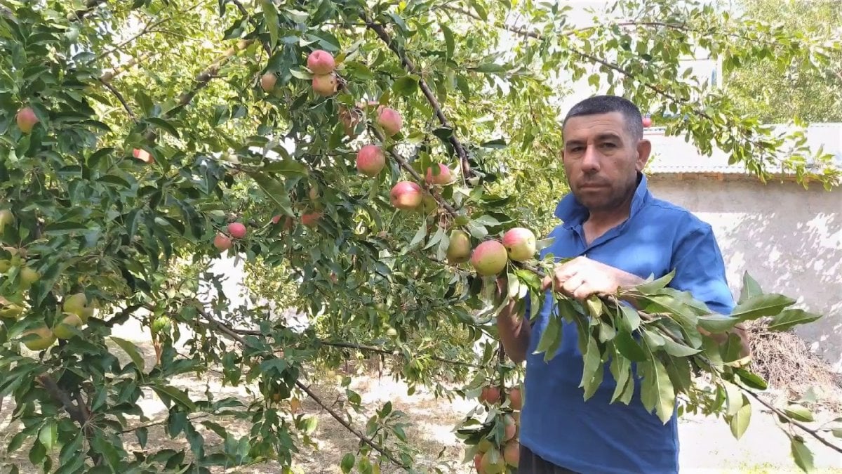 Hünkar elması, sadece Sivas’ın Gürün ilçesinde yetiştiriliyor #1