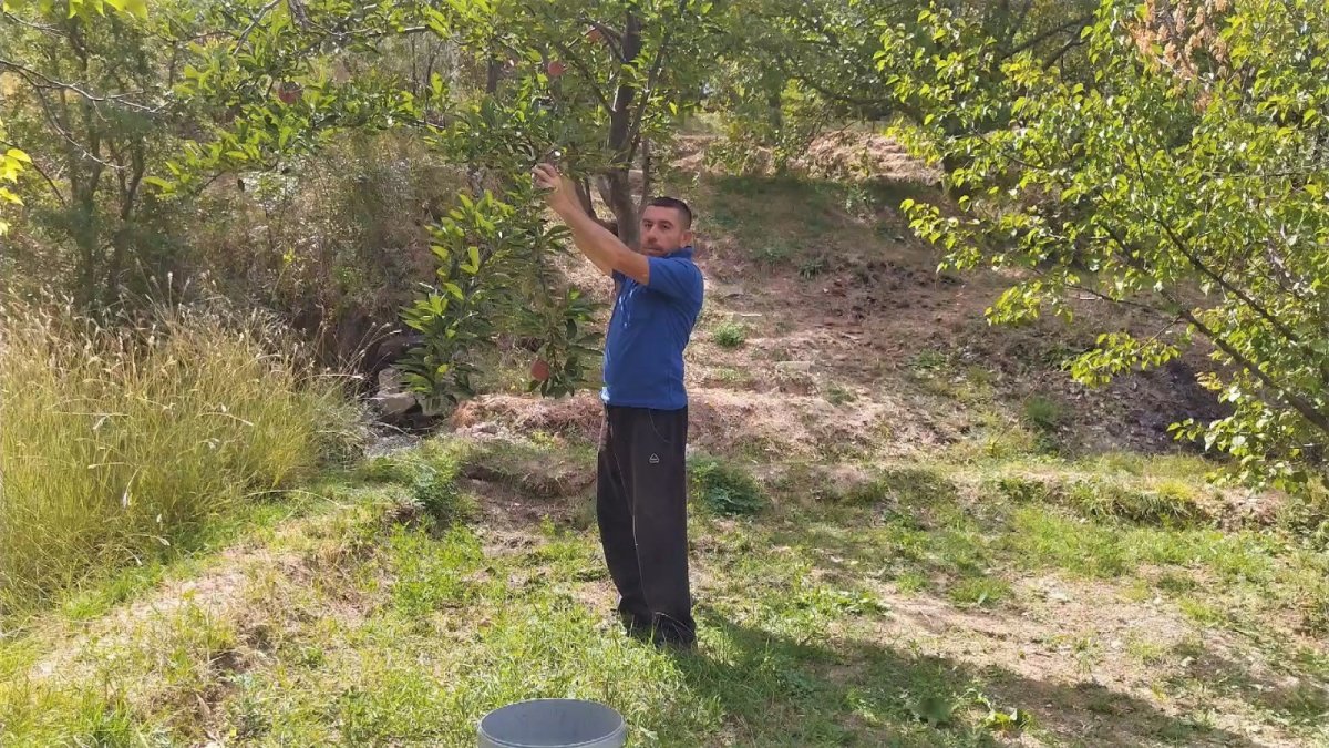 Hünkar elması, sadece Sivas’ın Gürün ilçesinde yetiştiriliyor #2