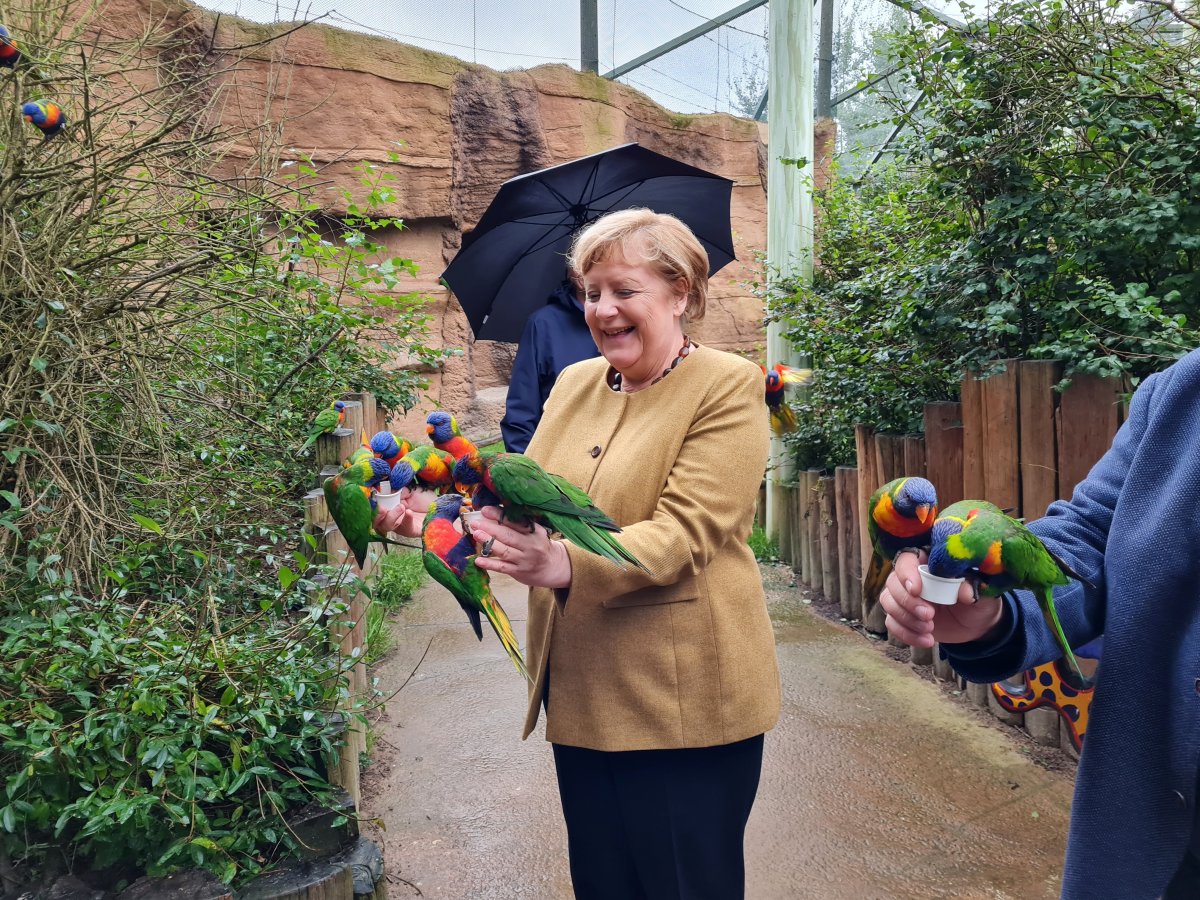 Görevi bırakmaya hazırlanan Angela Merkel, kuş parkını ziyaret etti  #2