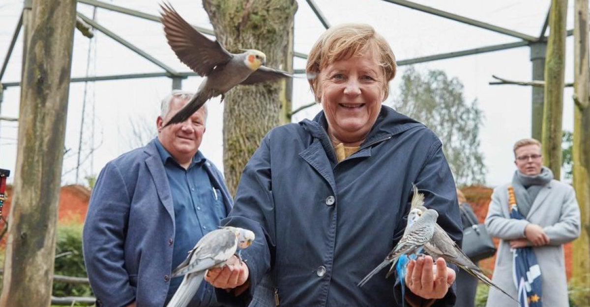 Görevi bırakmaya hazırlanan Angela Merkel, kuş parkını ziyaret etti  #3