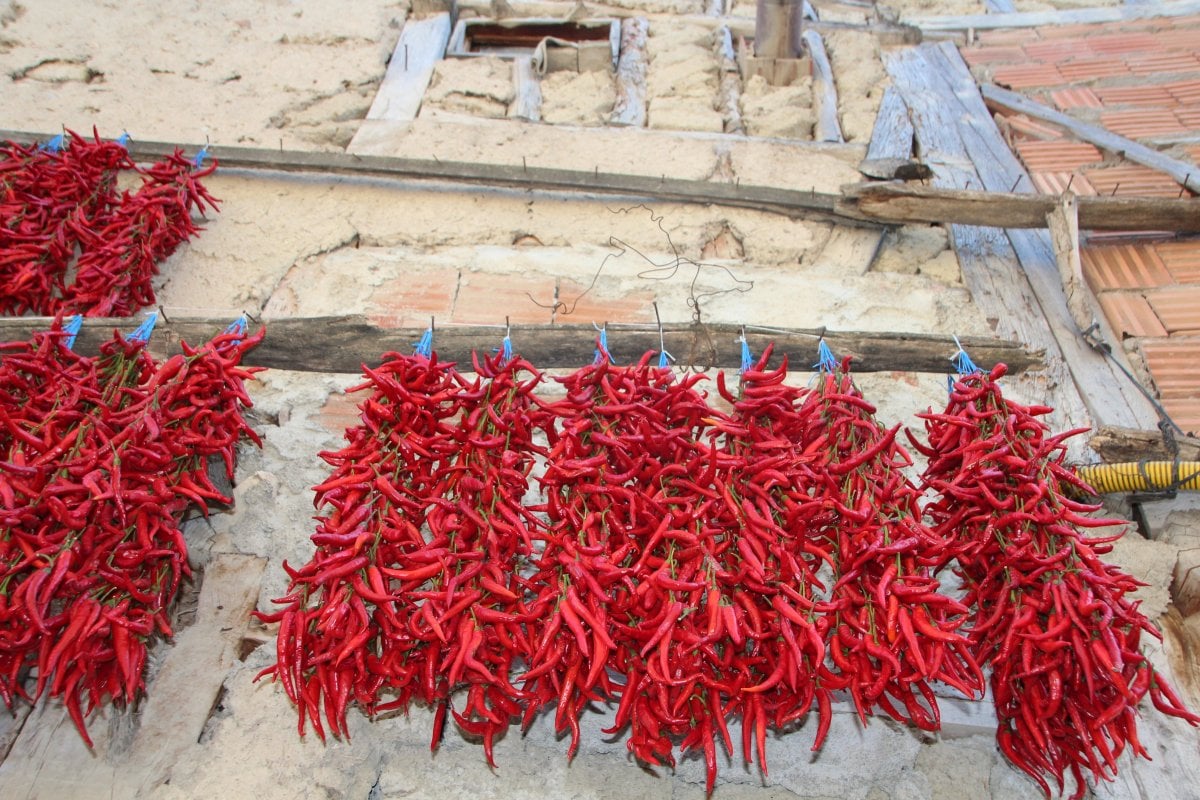 Bilecik te bir köy 152 yıldır aynı tohumdan acı kırmızı biber üretiyor #9