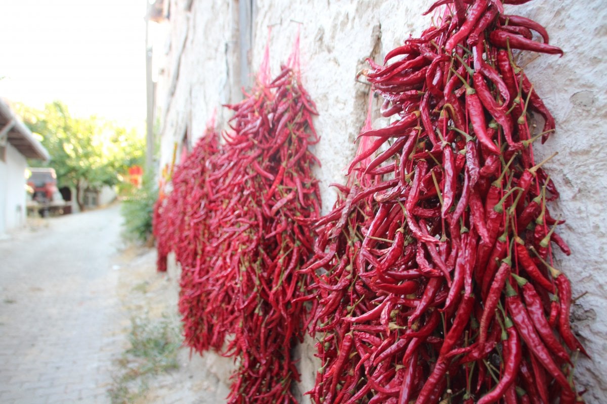 Bilecik te bir köy 152 yıldır aynı tohumdan acı kırmızı biber üretiyor #4