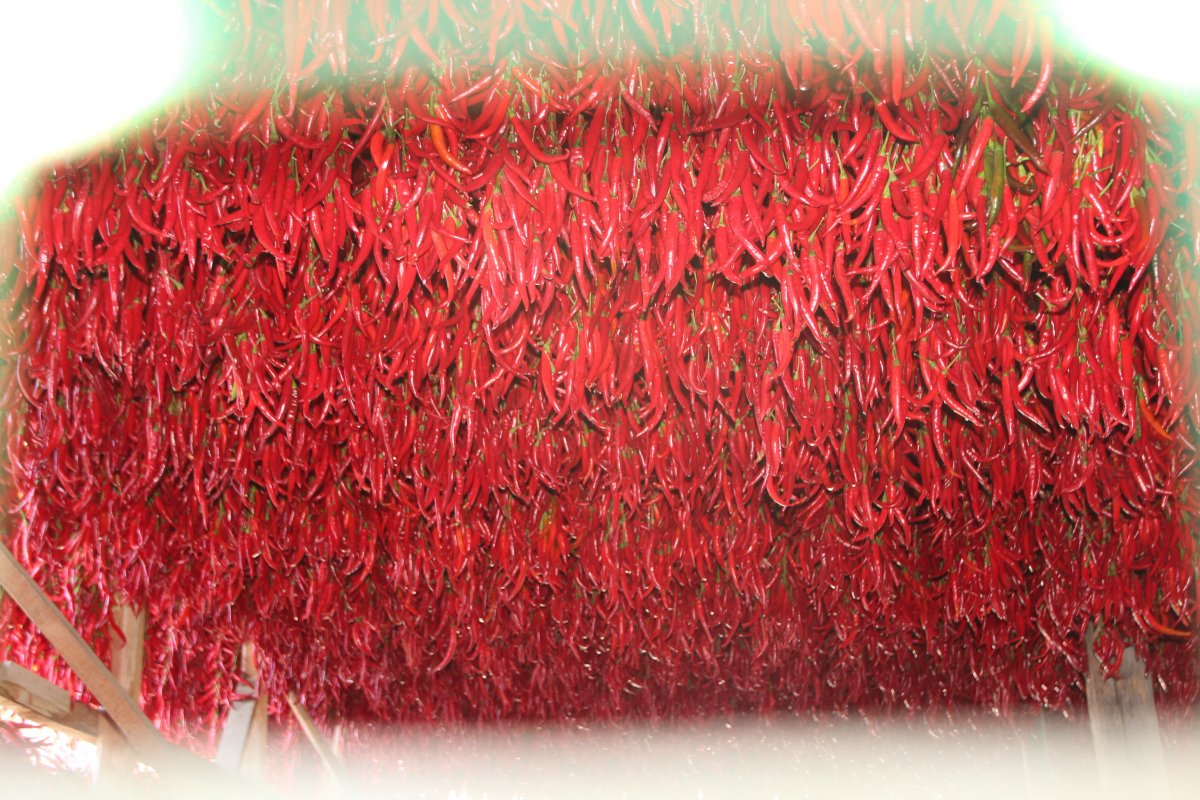 Bilecik te bir köy 152 yıldır aynı tohumdan acı kırmızı biber üretiyor #11
