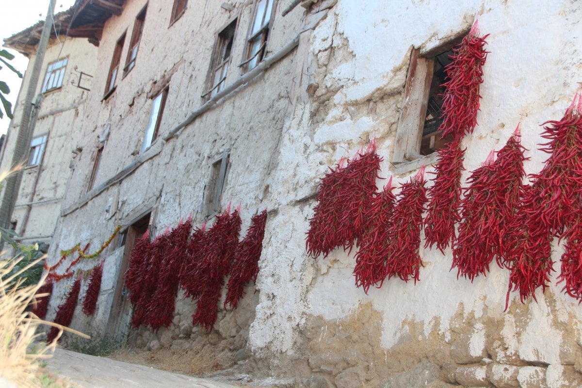 Bilecik te bir köy 152 yıldır aynı tohumdan acı kırmızı biber üretiyor #5
