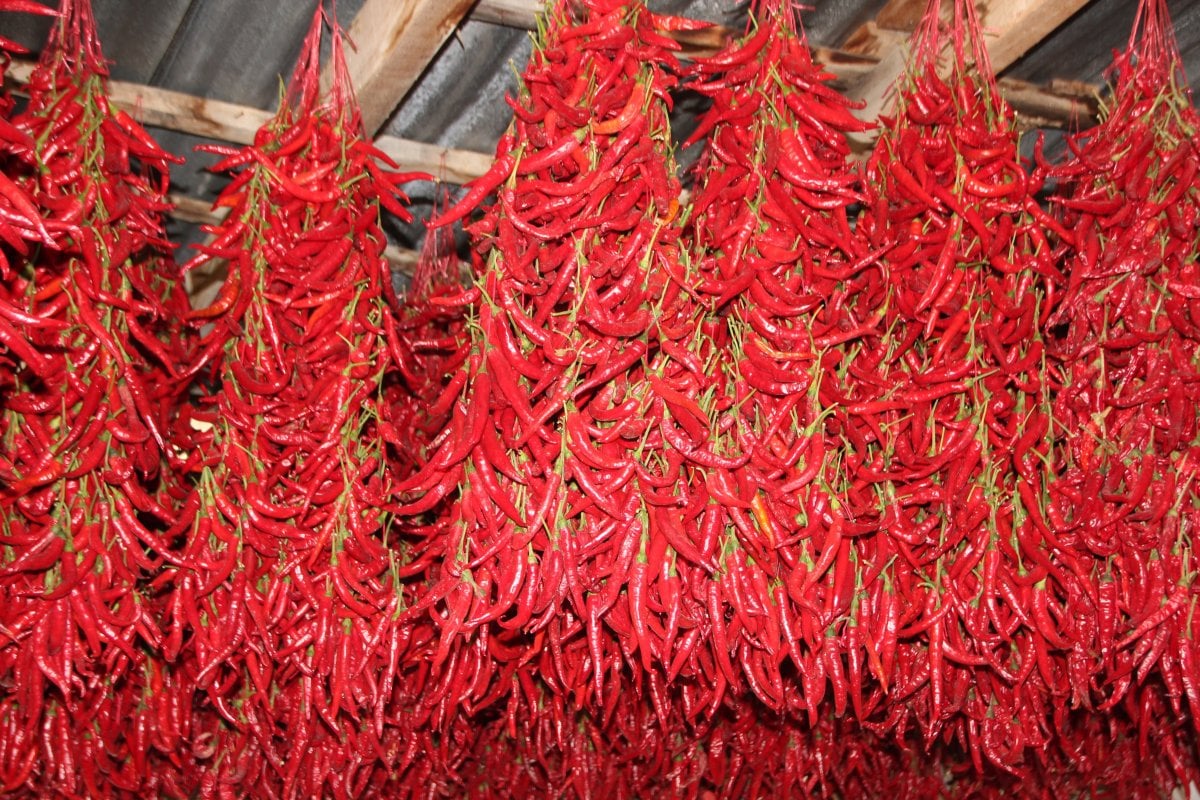 Bilecik te bir köy 152 yıldır aynı tohumdan acı kırmızı biber üretiyor #2