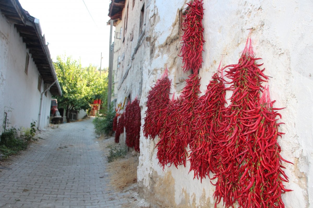 Bilecik te bir köy 152 yıldır aynı tohumdan acı kırmızı biber üretiyor #3