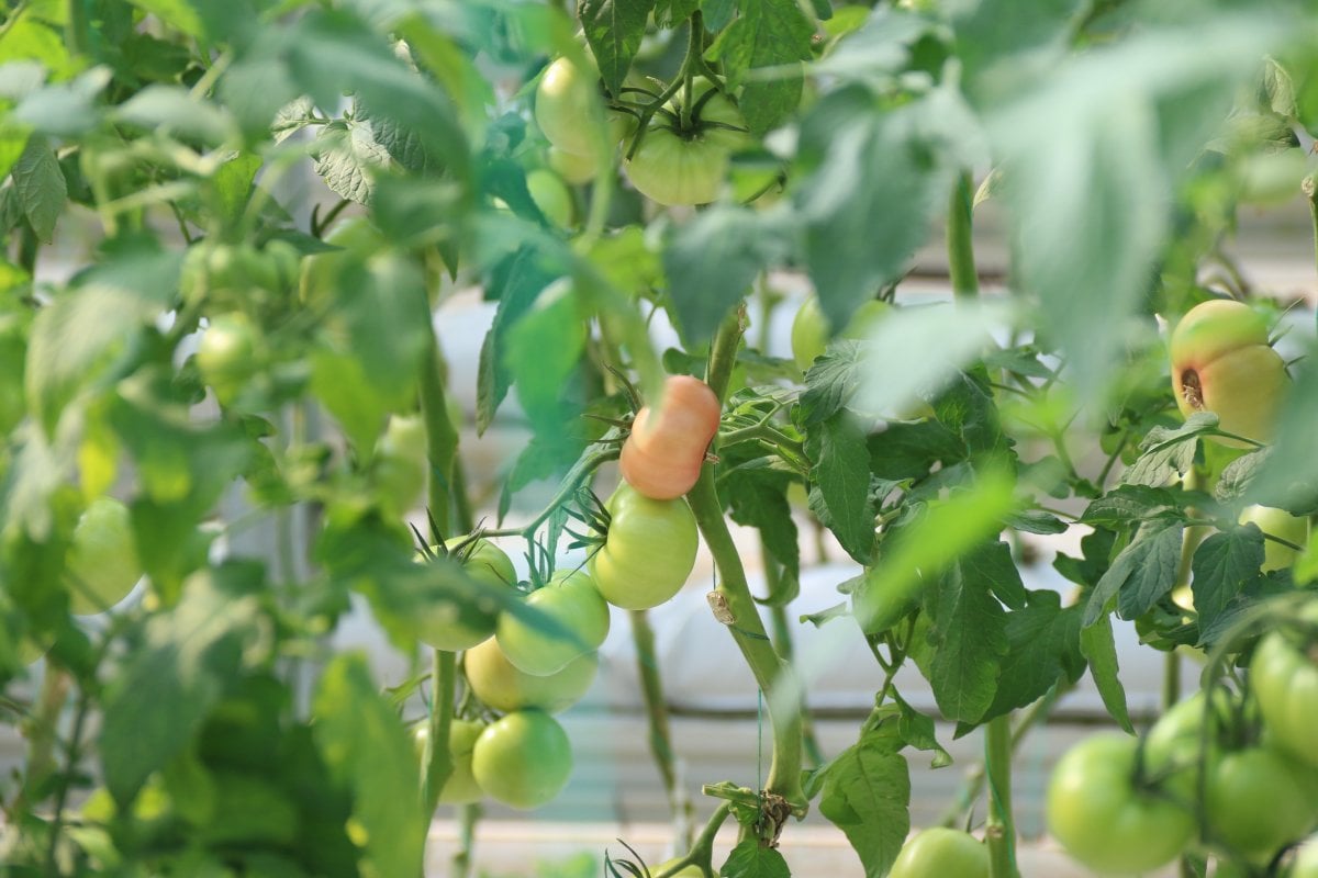 Eskişehir’de sıcak su ile yıllık 1.200 ton domates üretiliyor #4