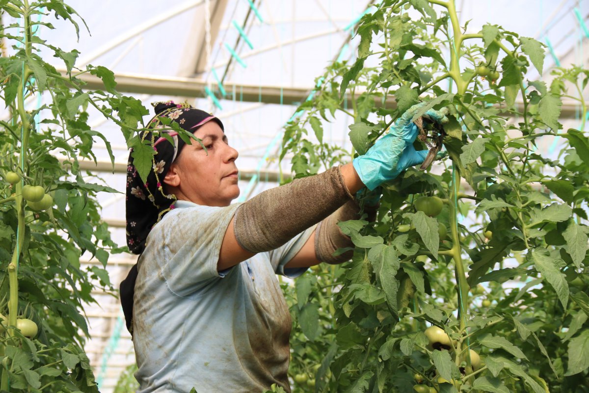 Eskişehir’de sıcak su ile yıllık 1.200 ton domates üretiliyor #6